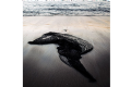 Humanscale Diffrient Smart Ocean Chair  thumbnail